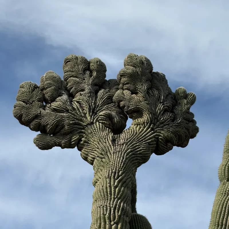 McDowell Sonoran Preserve's Coyotee Canyon Tr Loop-8M,3 Hrs